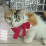 Liiia
